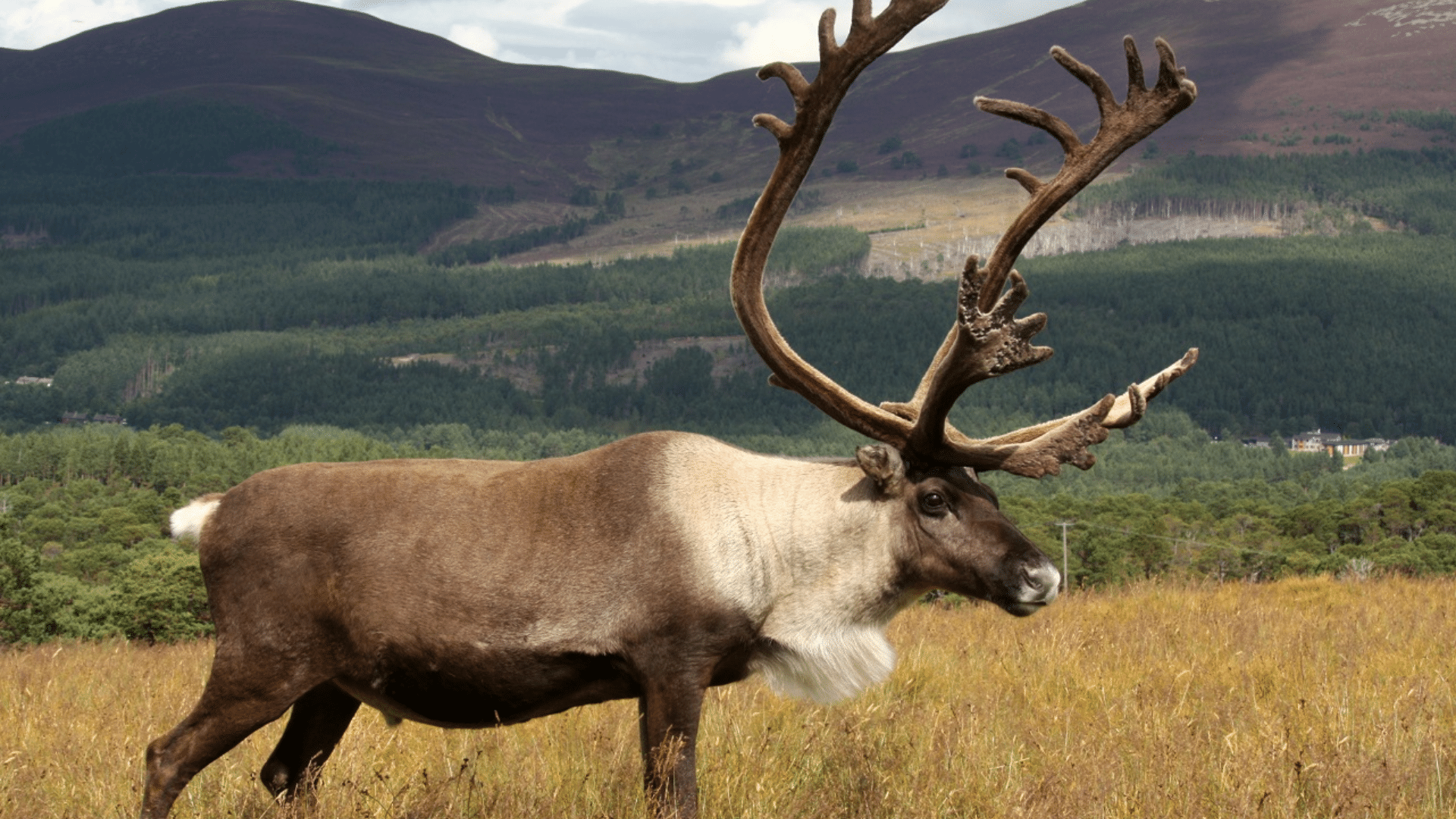 Caribou (Fastest-Growing Antlers)