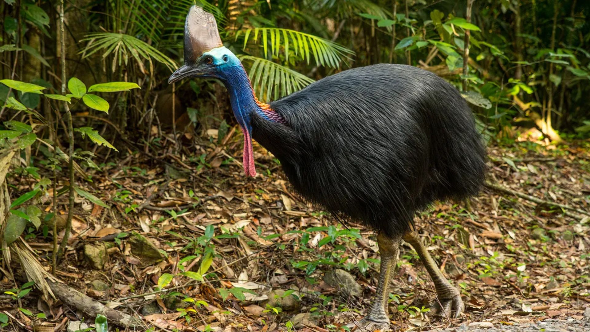 Cassowary