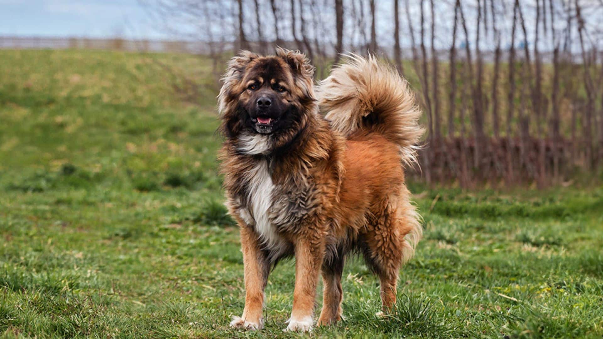 Caucasian Shepherd Dog
