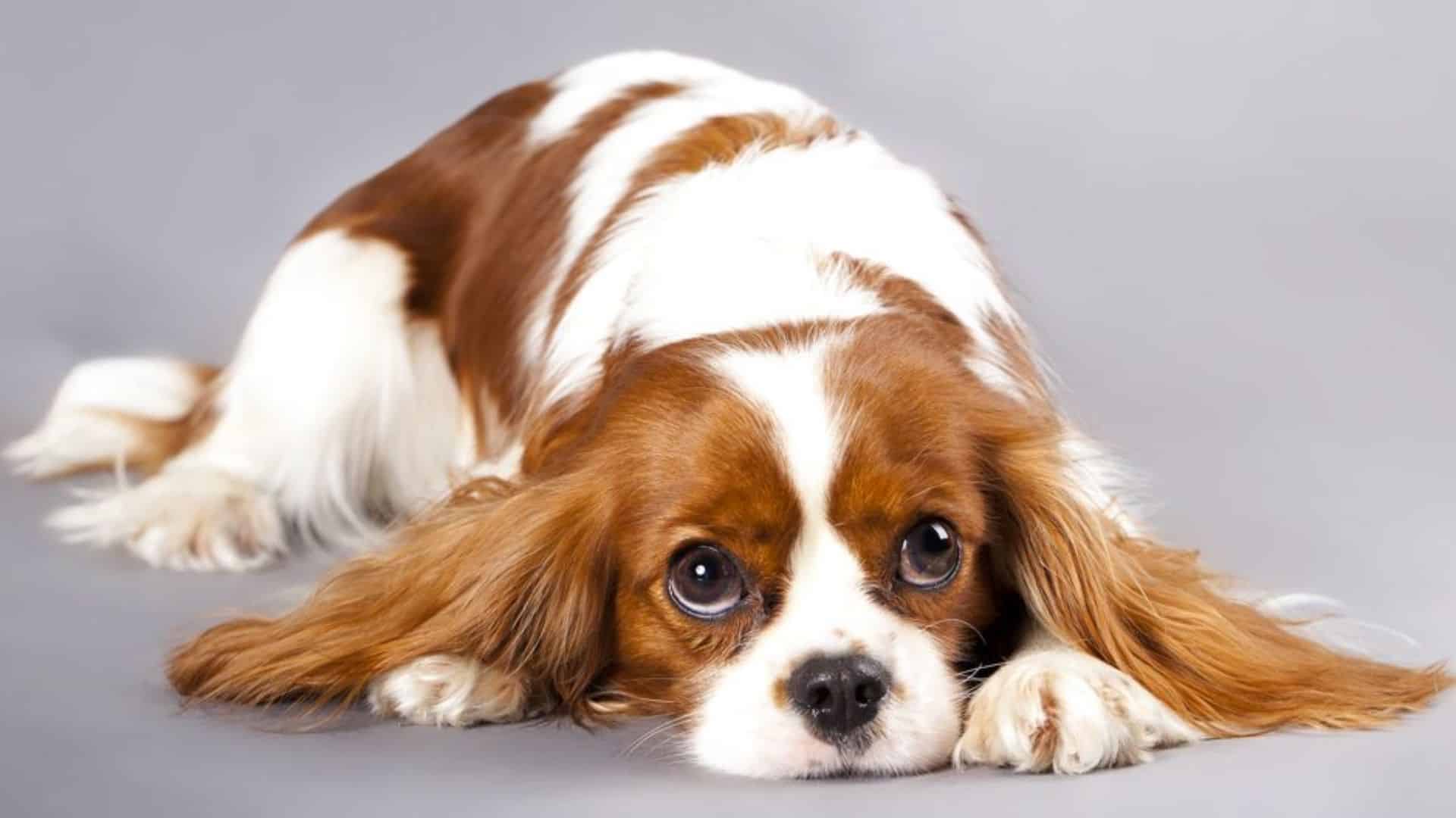 Cavalier King Charles Spaniel