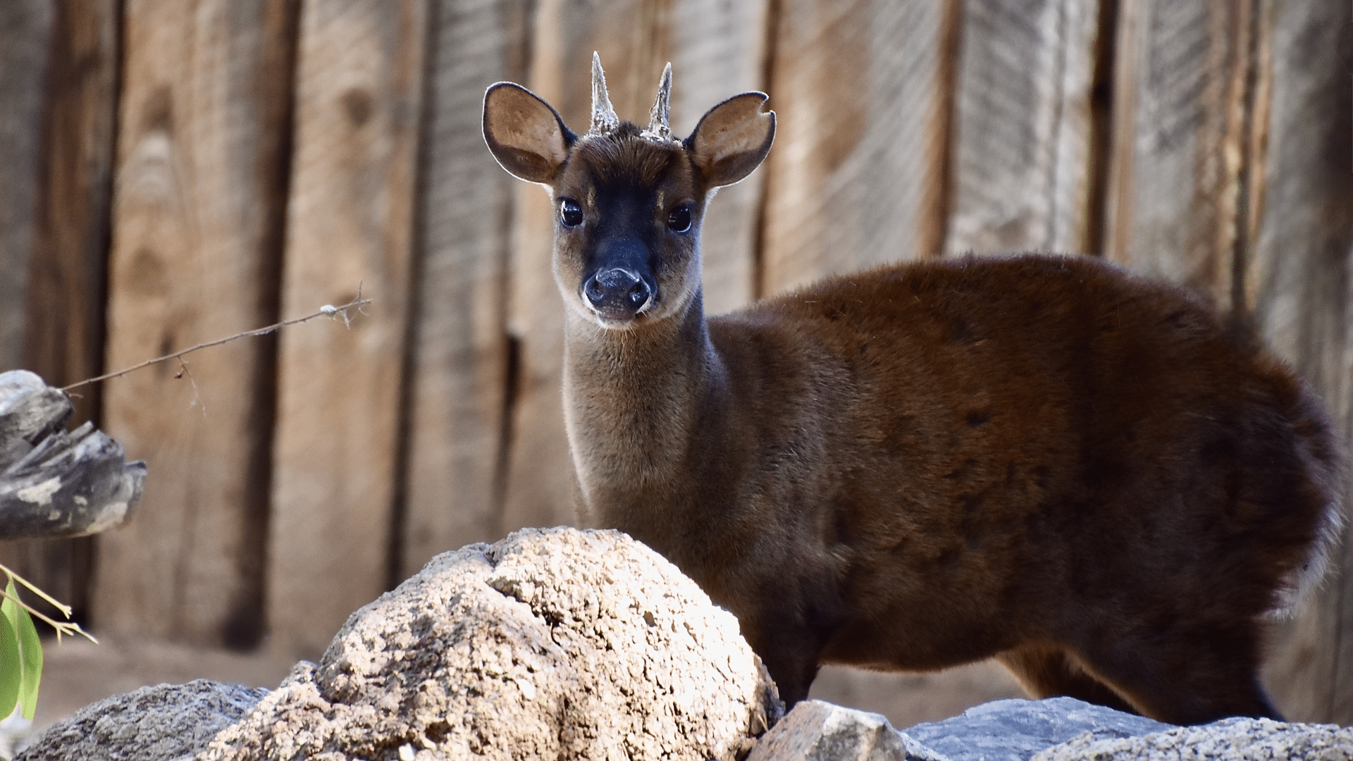 Central American Red Brocket
