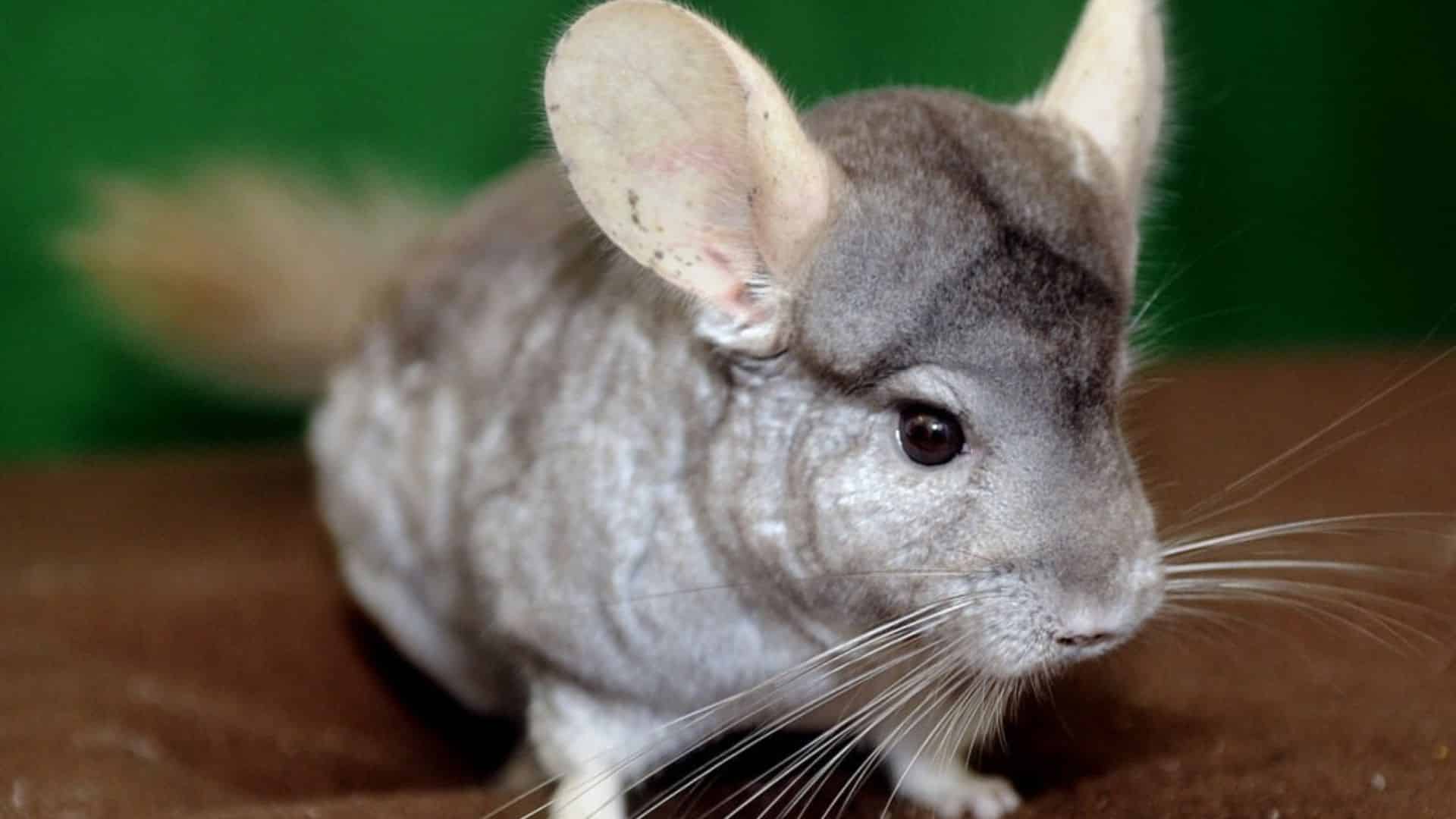 Chinchilla
