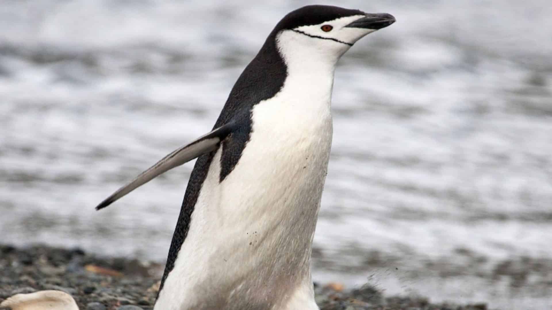 Chinstrap Penguin