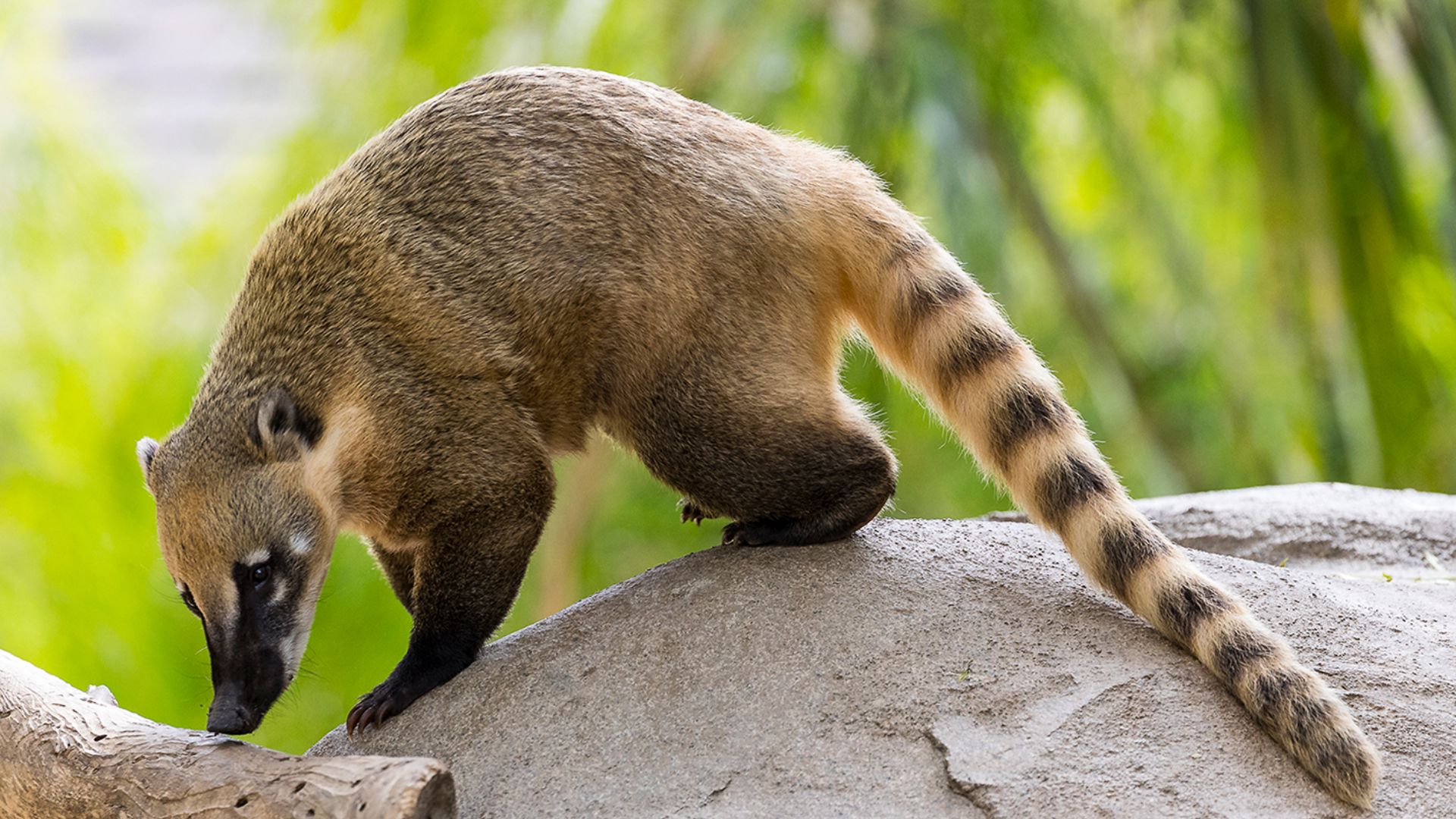 Coati
