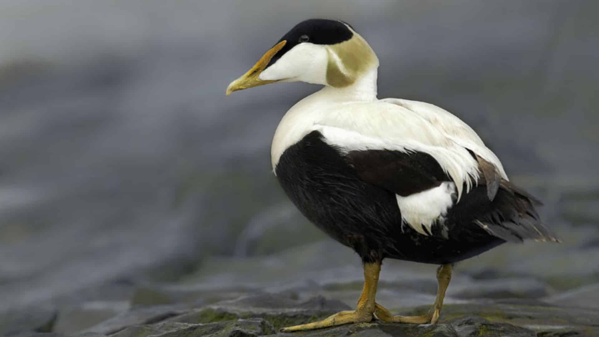 Common Eider
