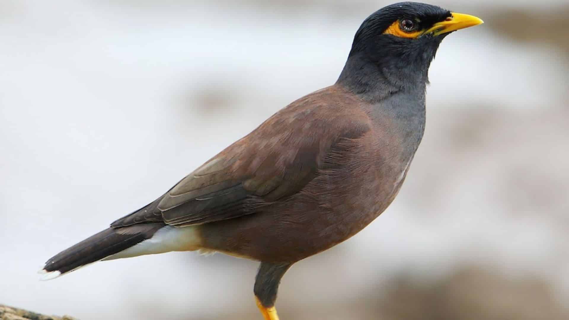 Common Myna