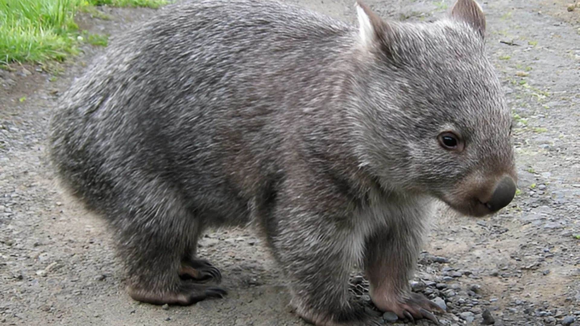 Common Wombat

