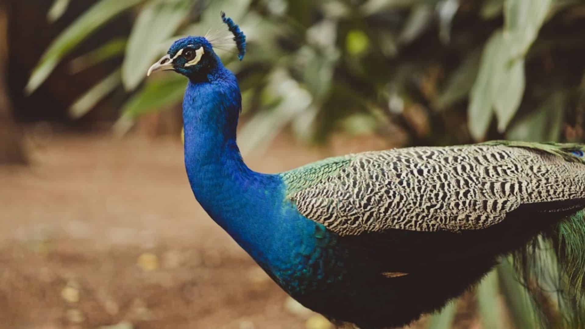 Congo Peafowl