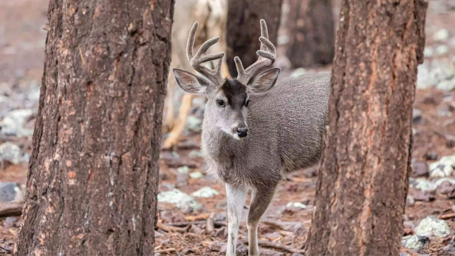Coues Deer
