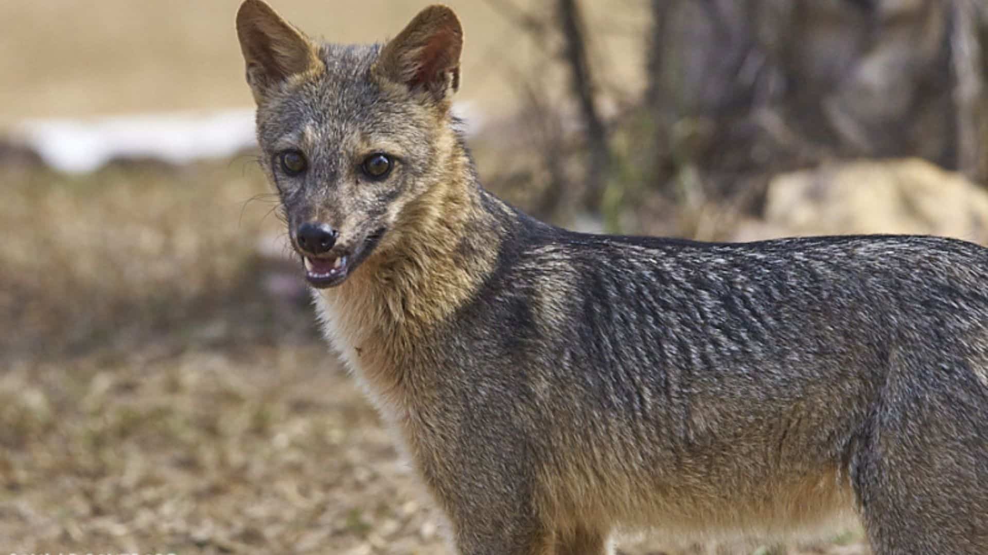 Crab-Eating Fox