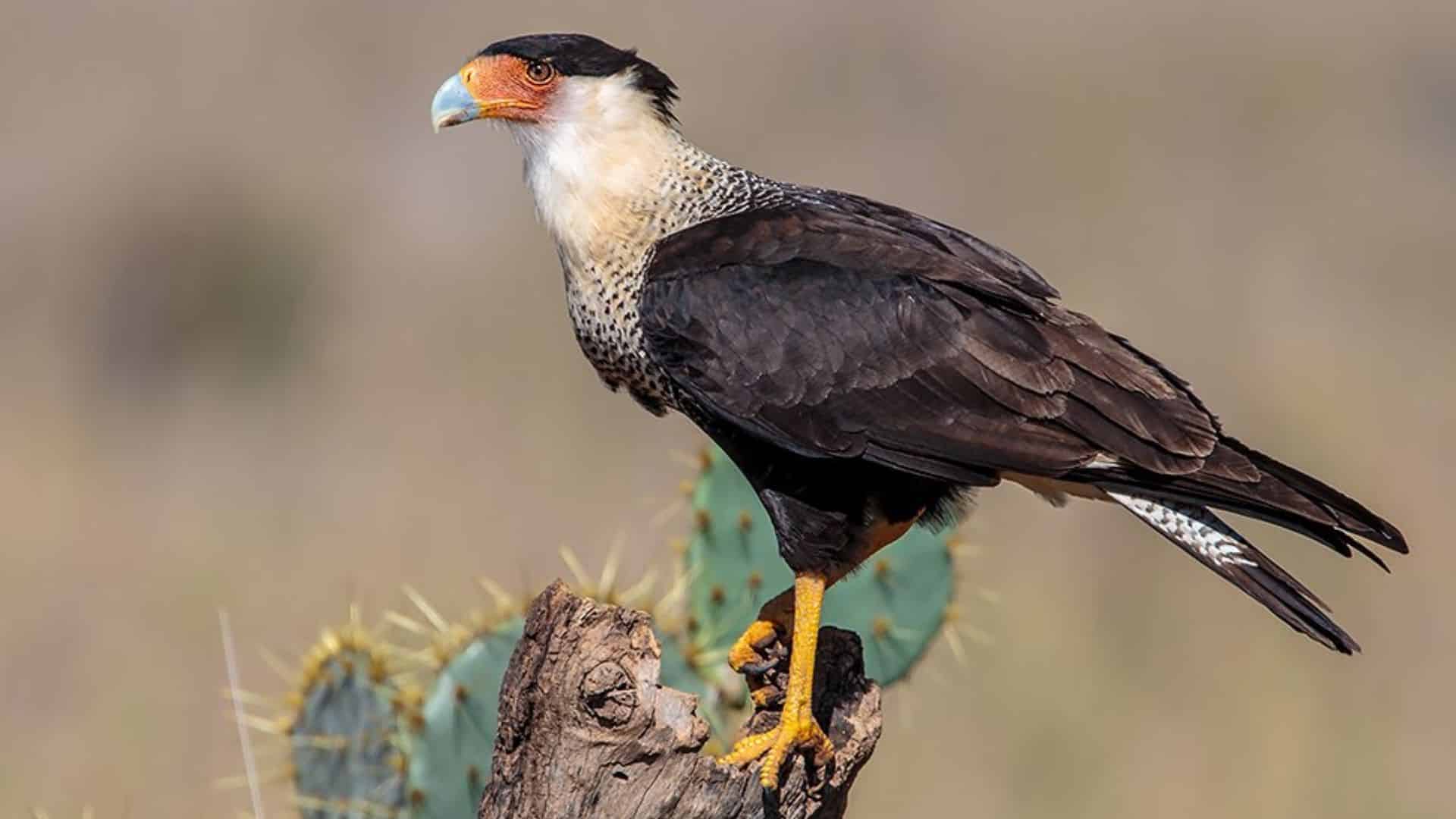 Crested Caracara