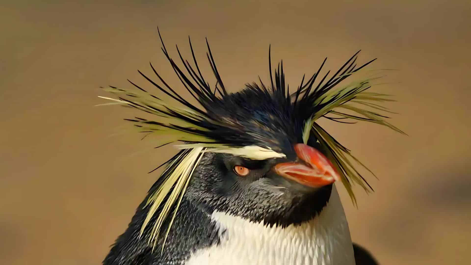 Crested Penguin