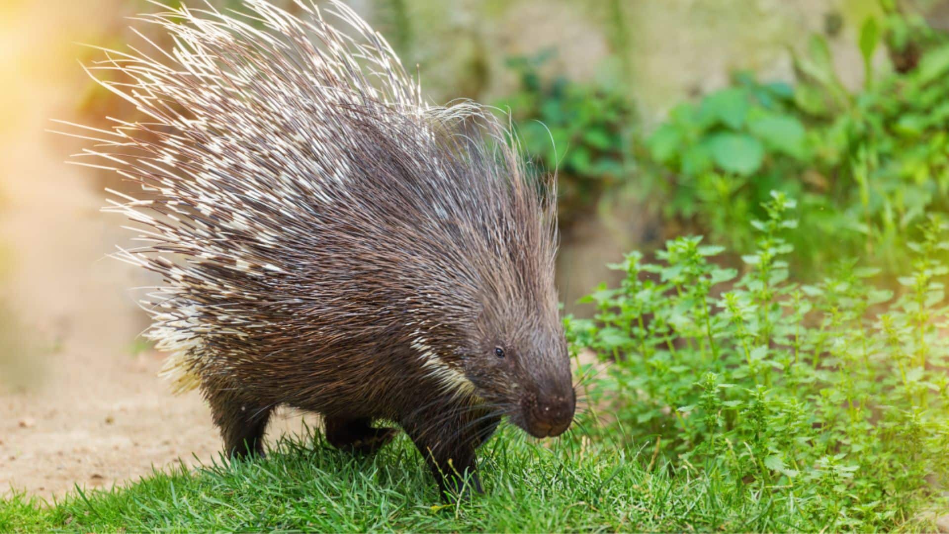 Crested Porcupine