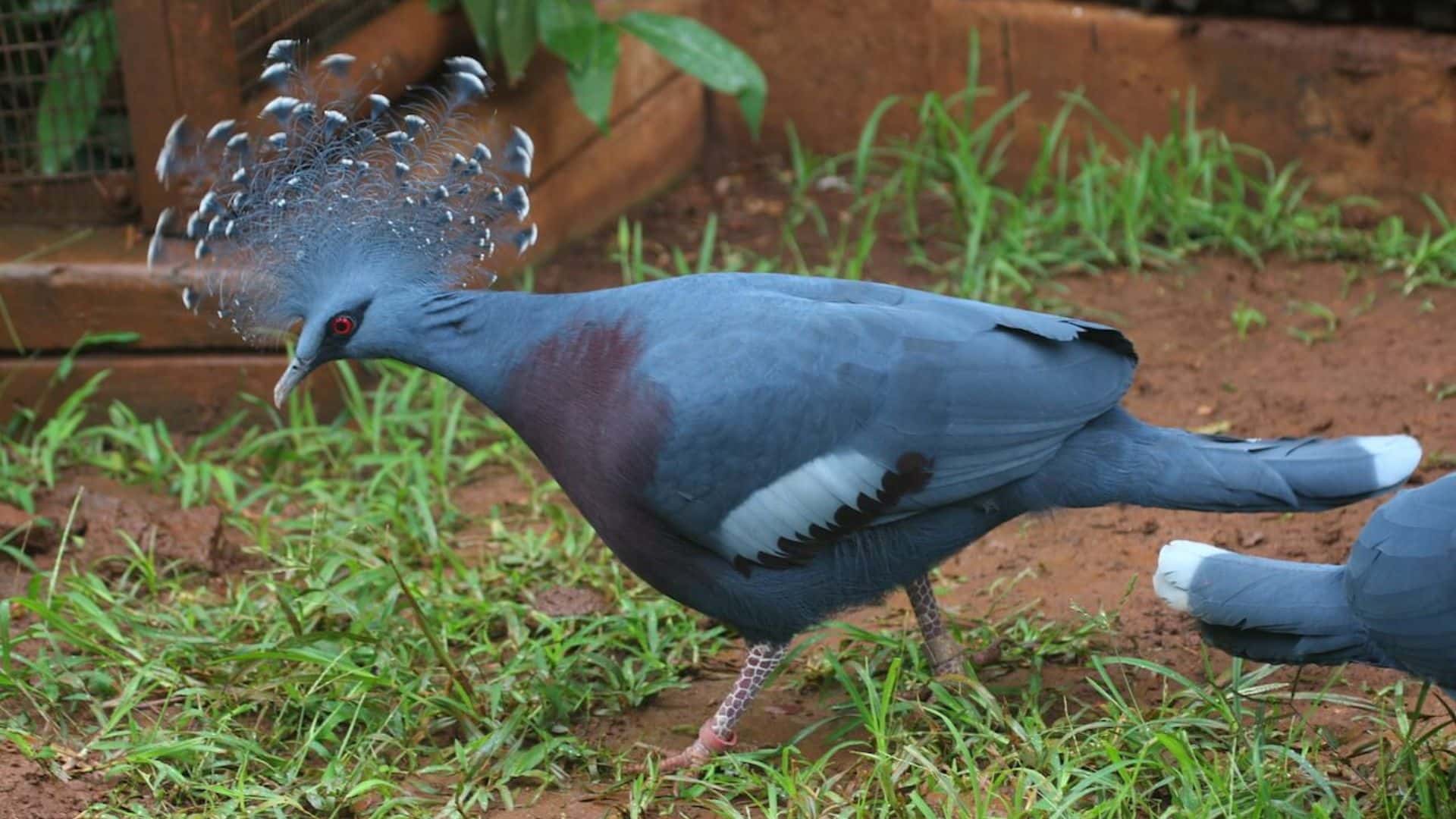 Crowned Pigeon
