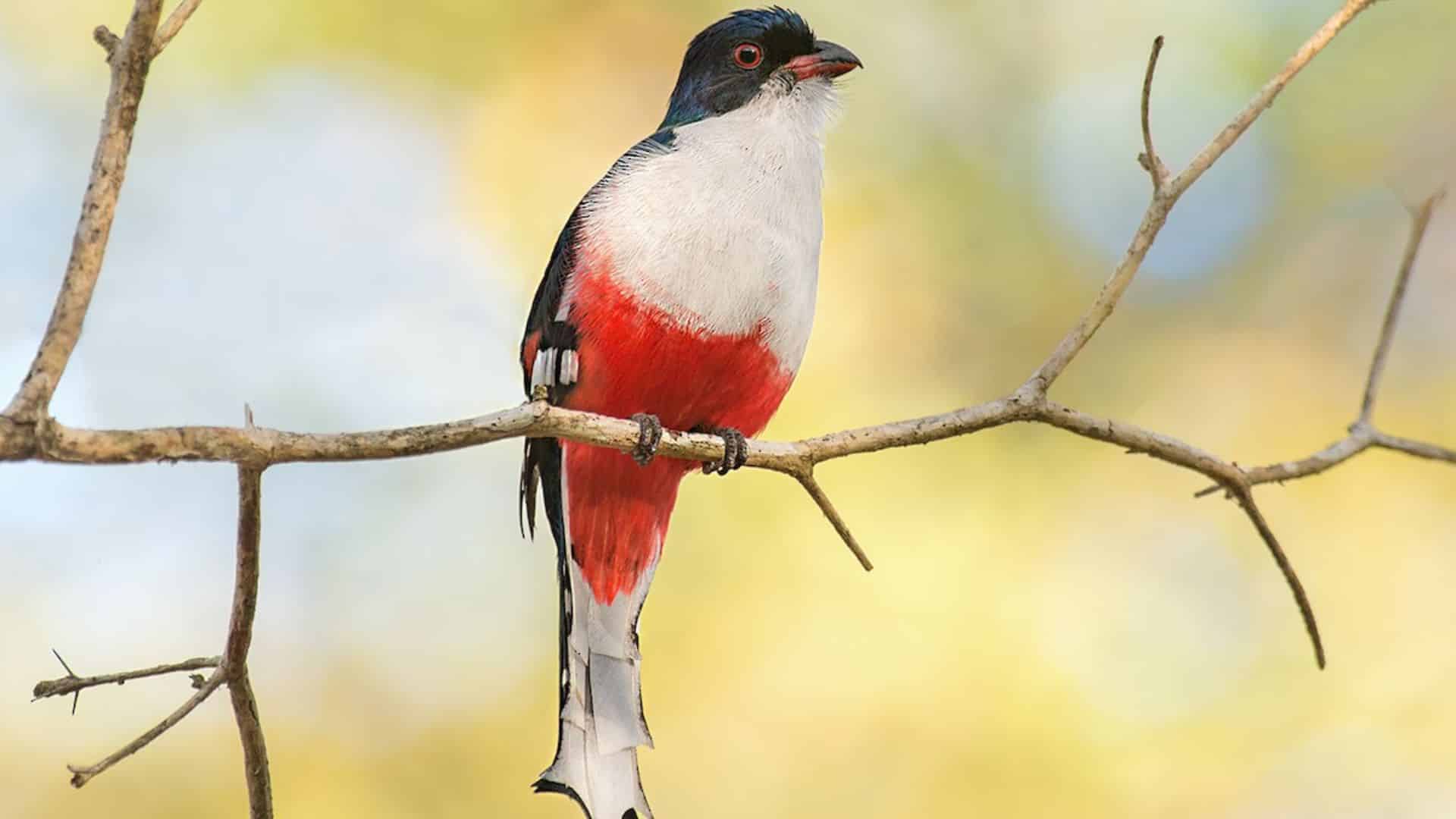 Cuban Trogon