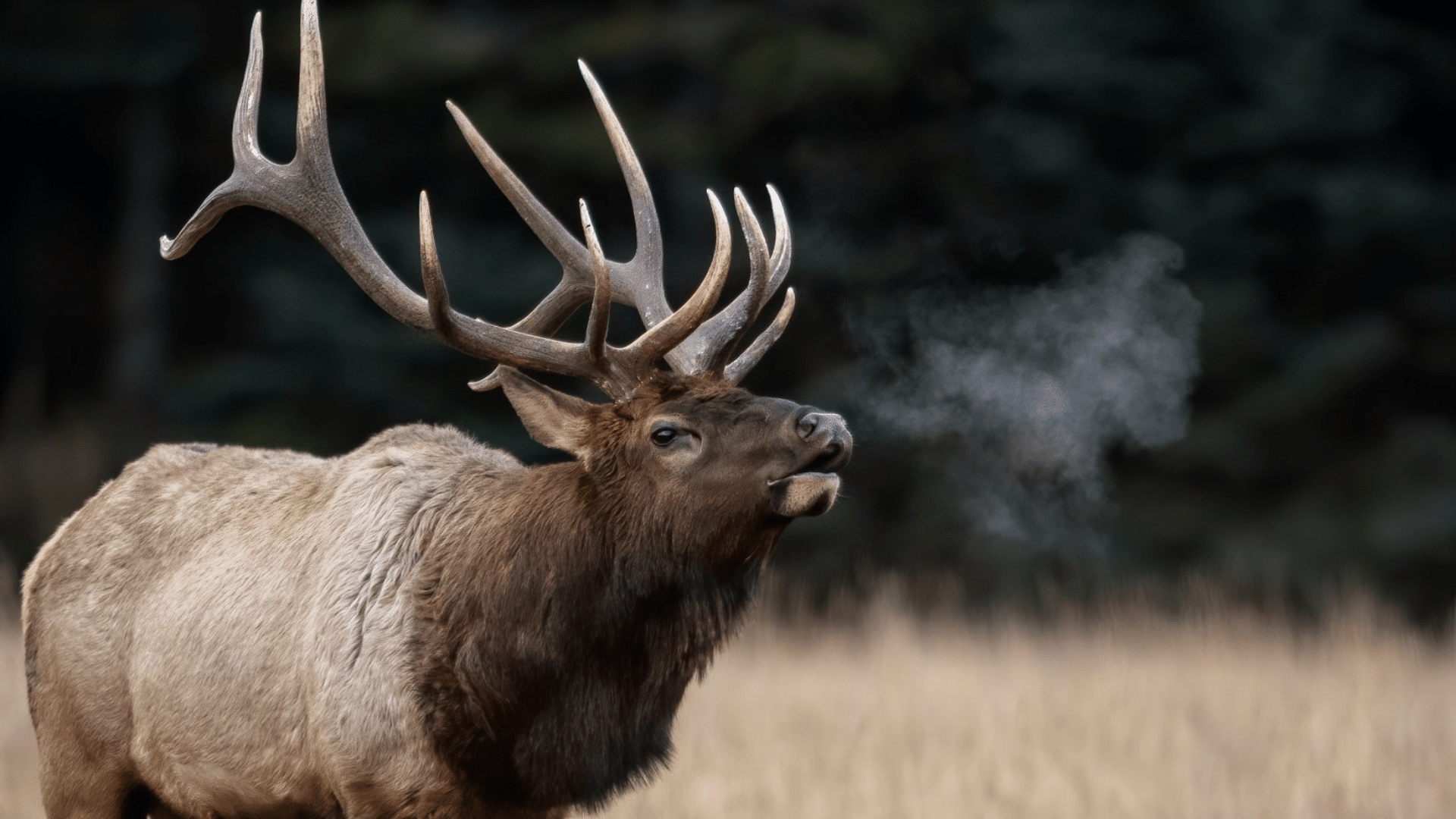Elk (Wapiti)
