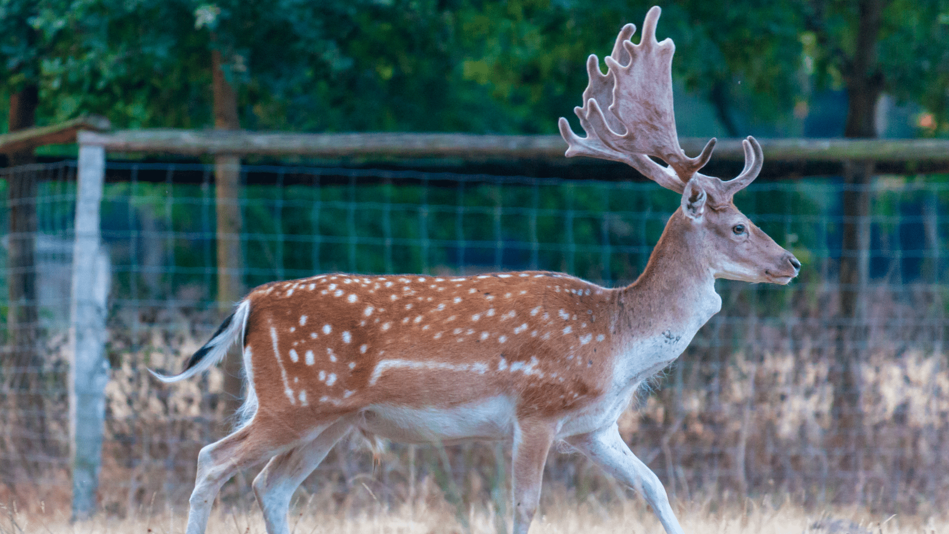 Fallow Deer

