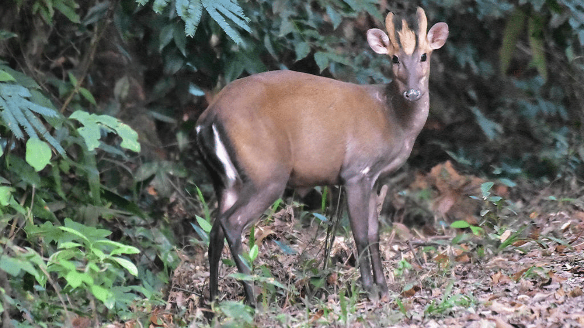 Fea’s Muntjac
