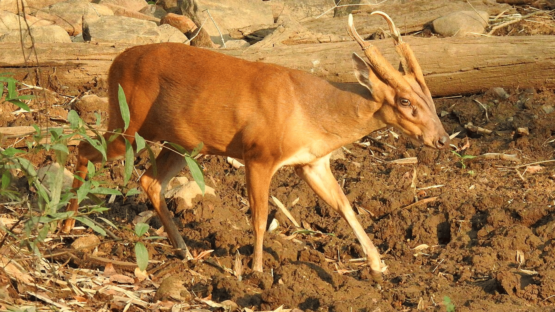 Giant Muntjac