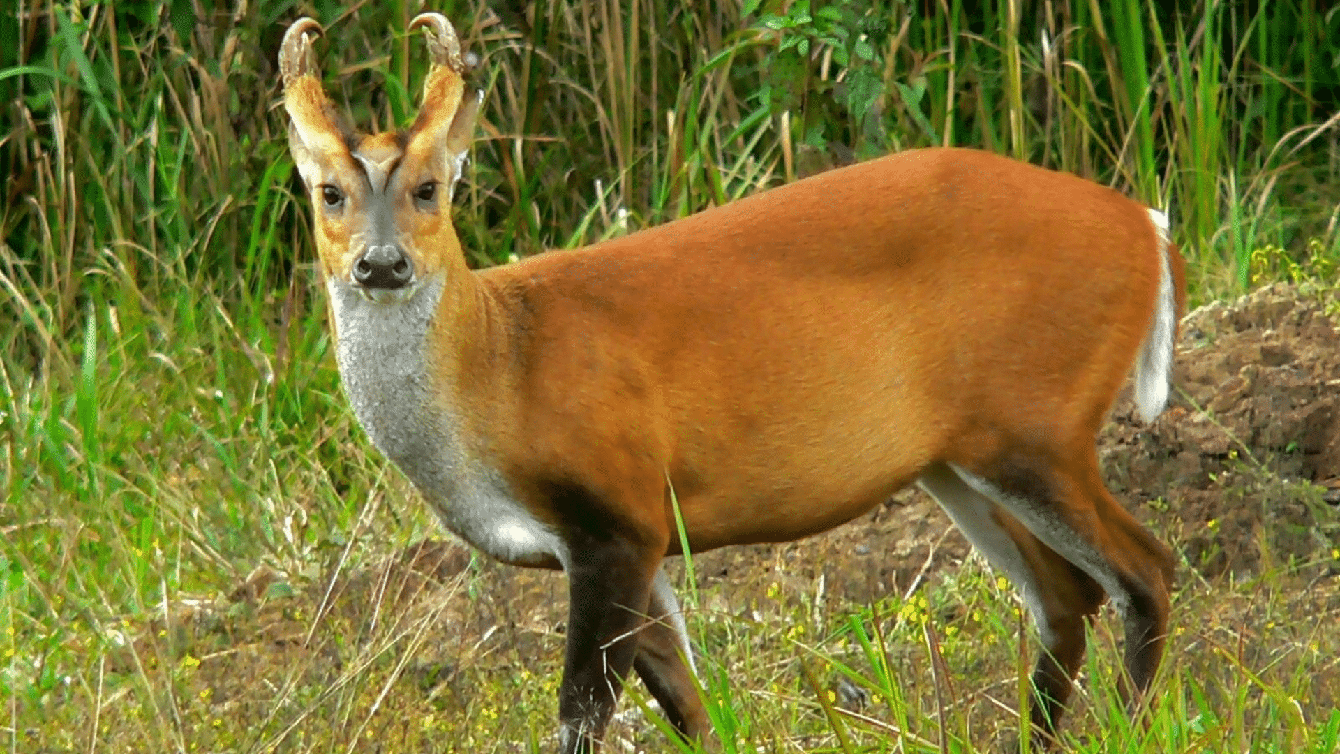 Indian Muntjac (Barking Deer)