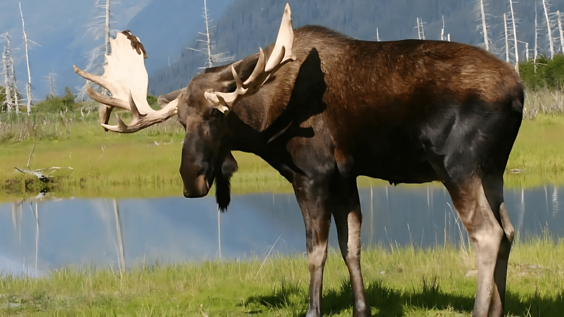 Irish Elk (Extinct)
