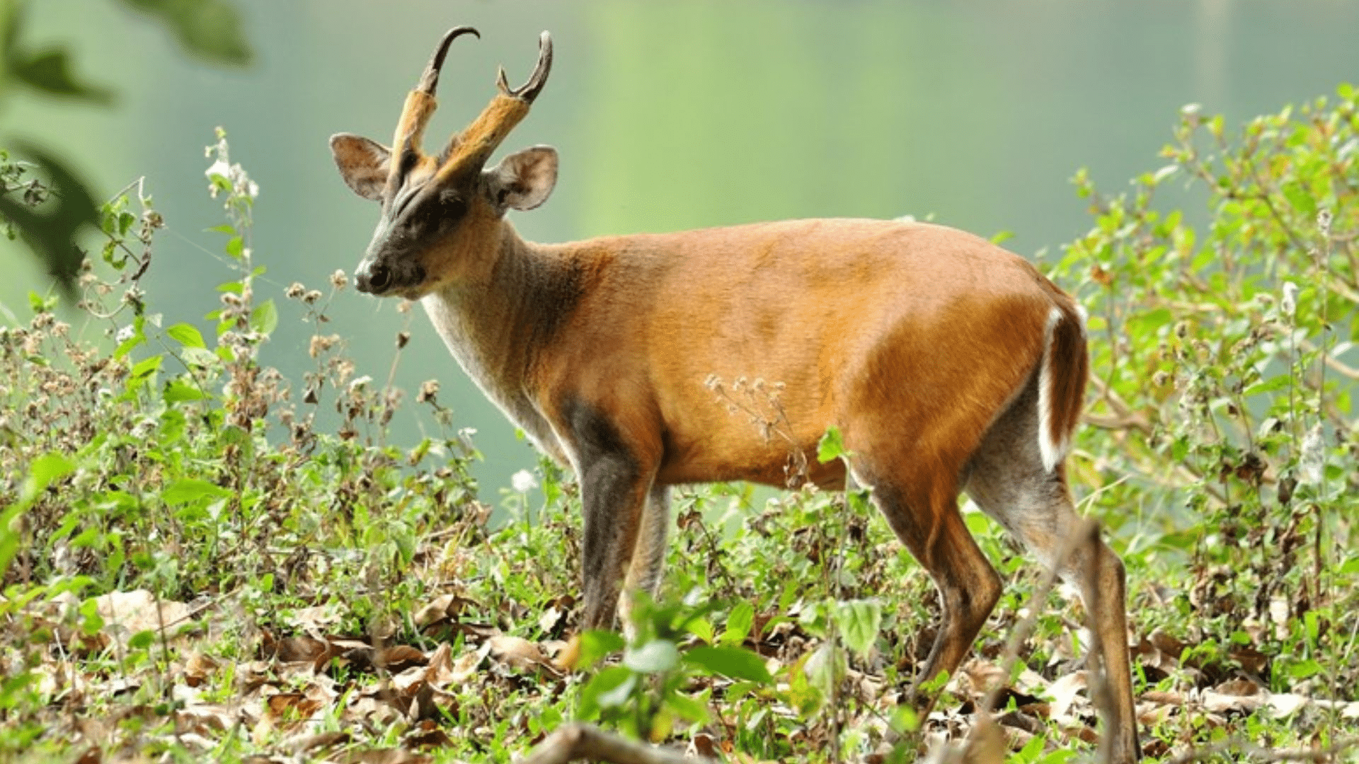 Leaf Deer
