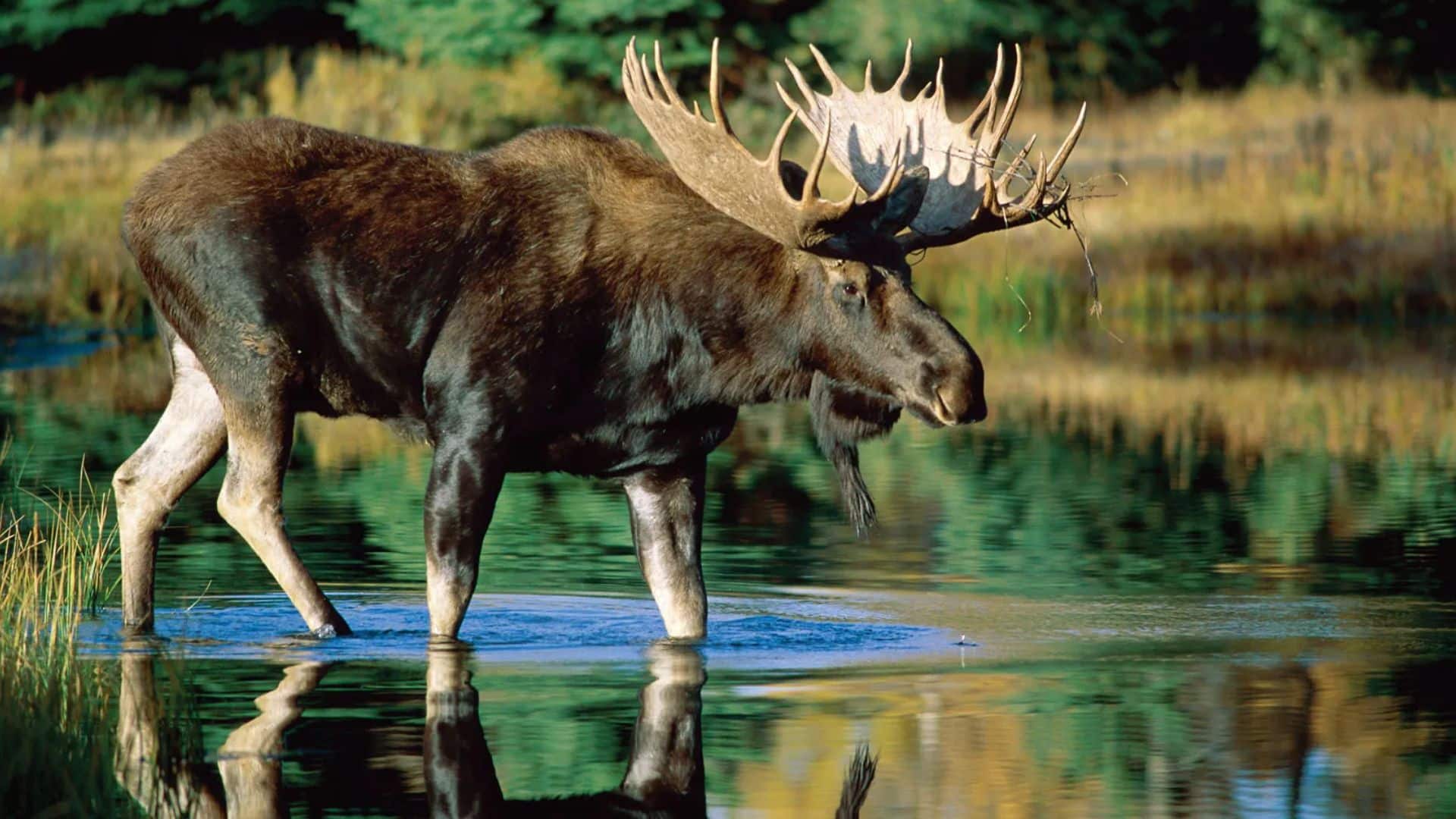 Moose