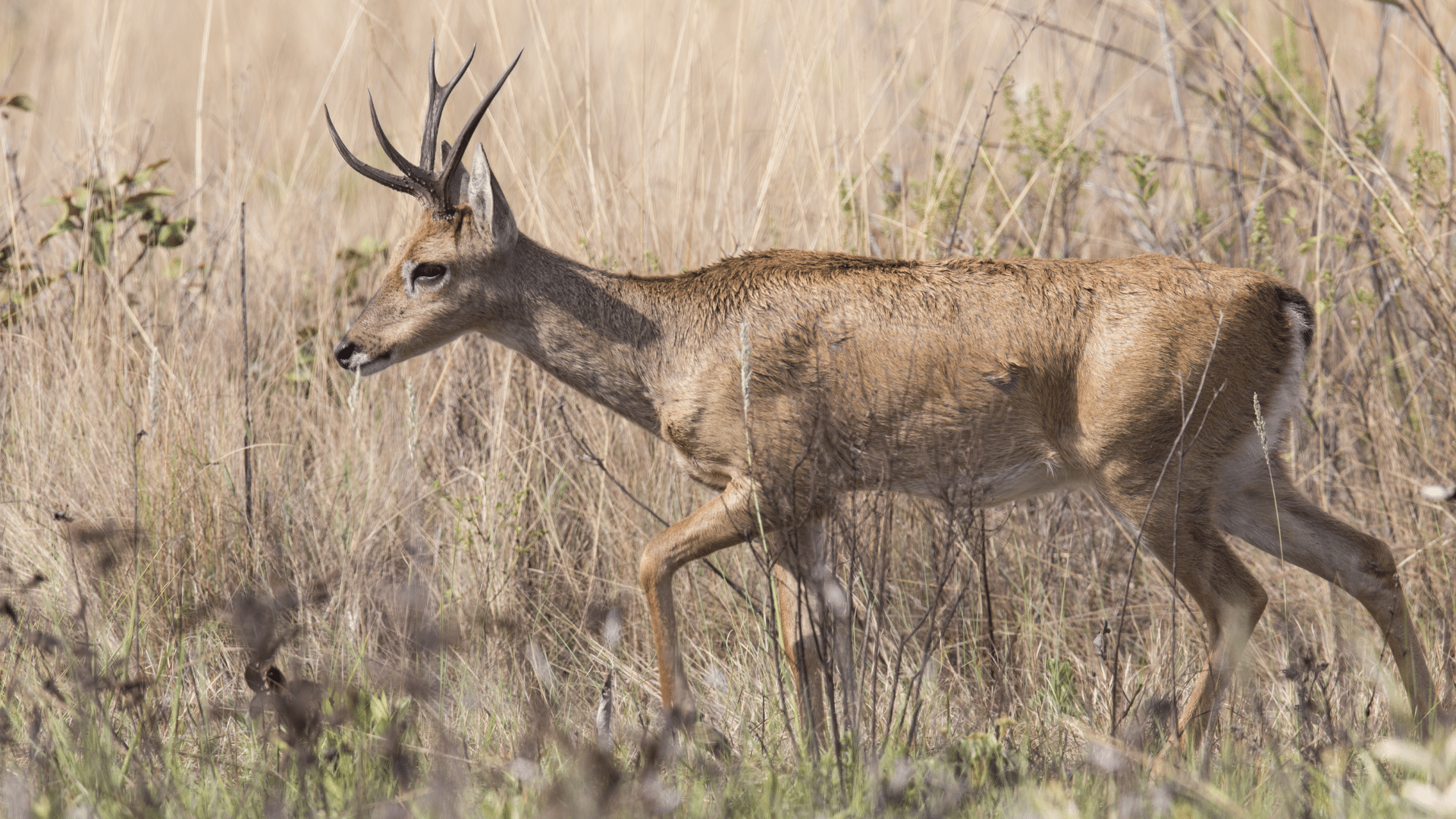 Pampas Deer