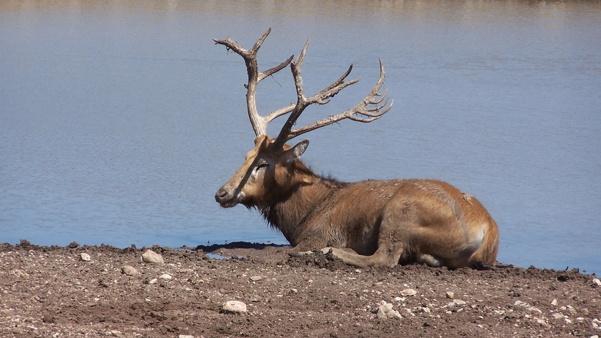 Pere David's Deer