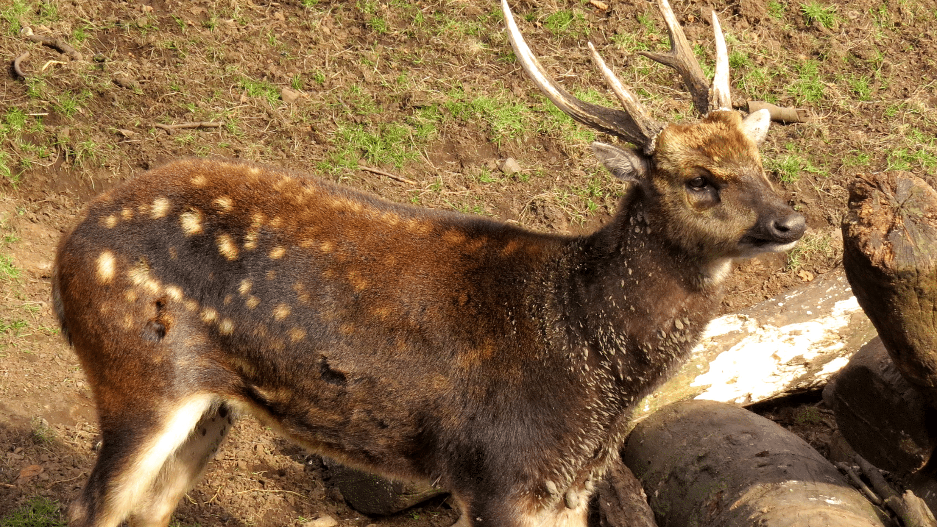 Philippine Spotted Deer

