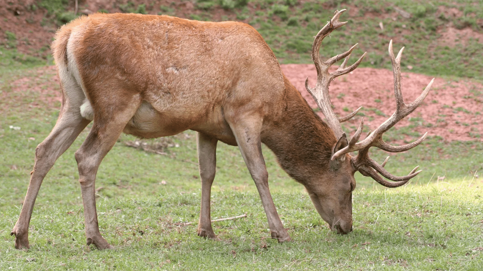 Red Deer