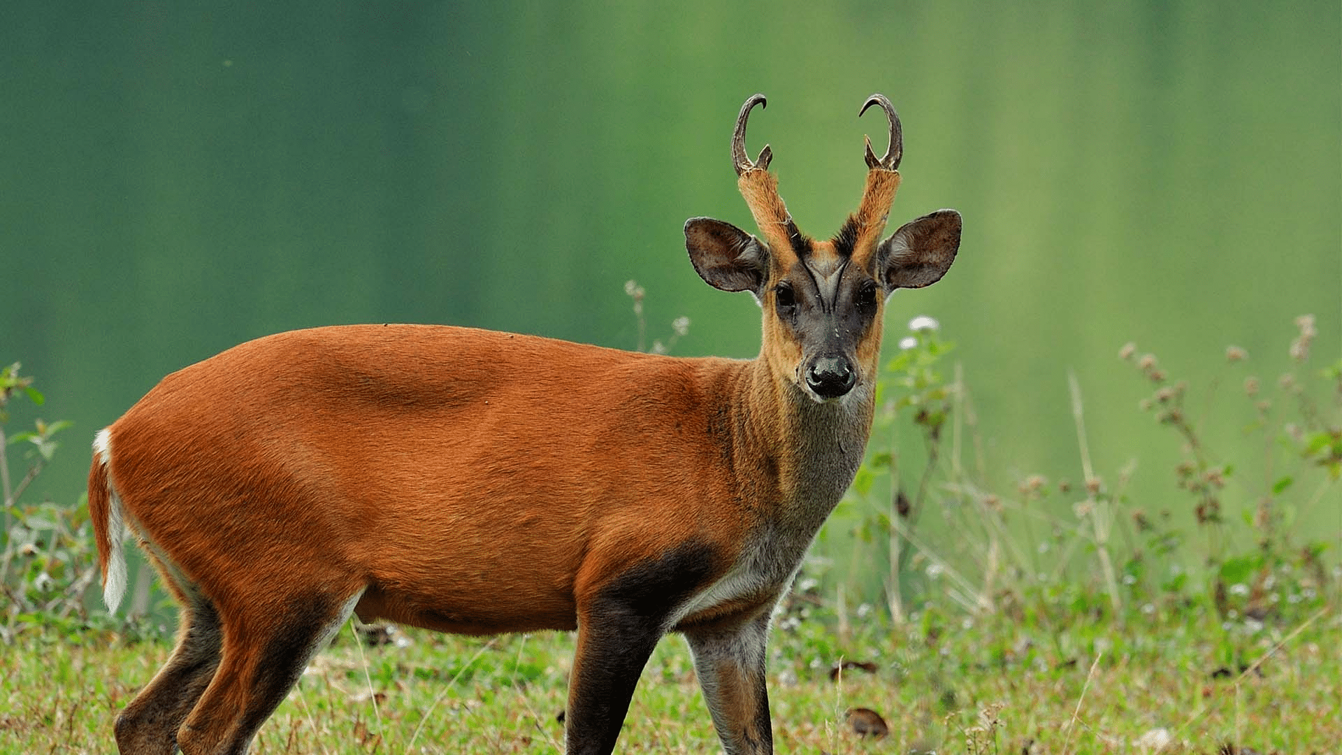 Reeves’s Muntjac
