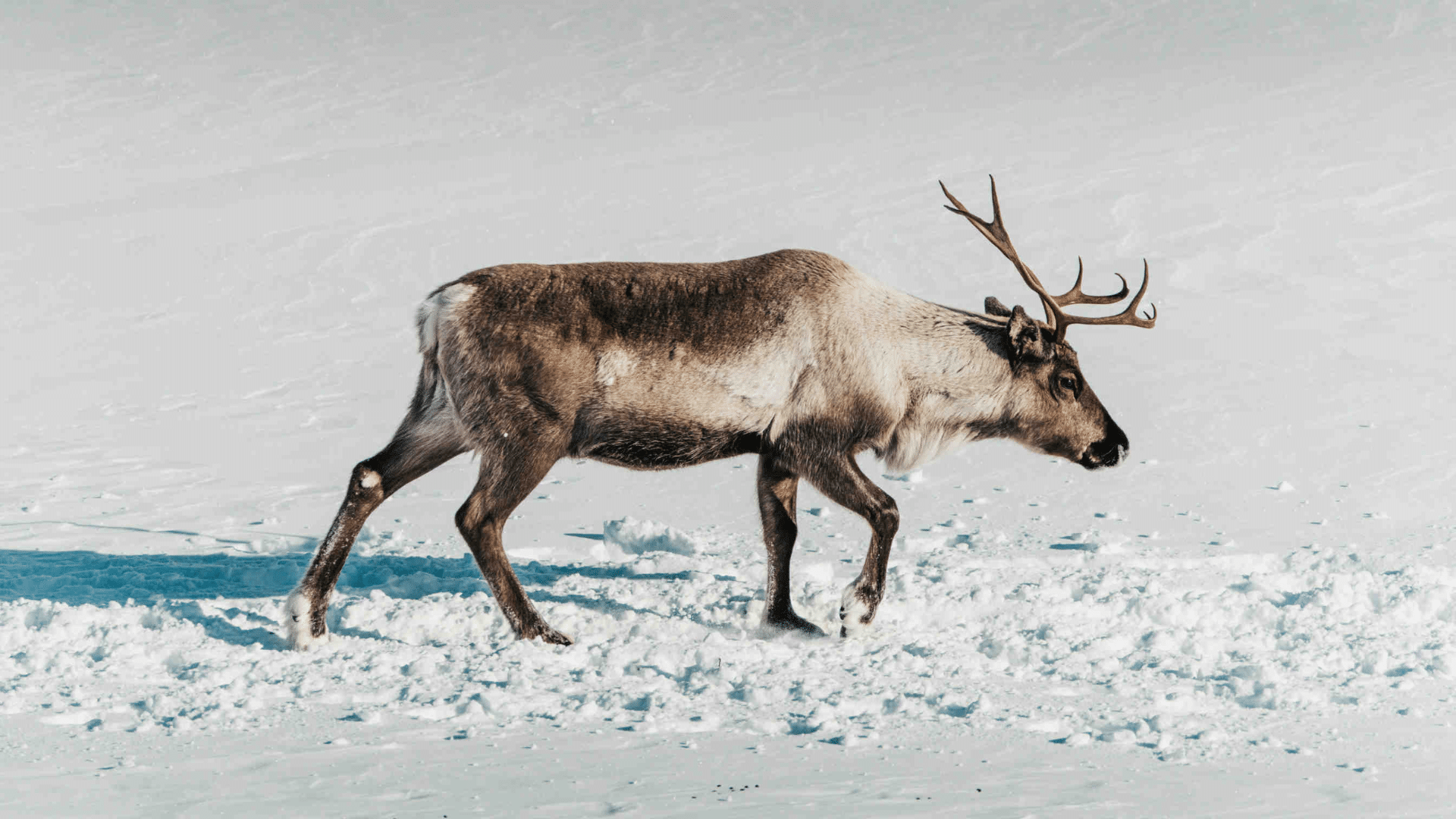 Reindeer (Symbolic Reentry)
