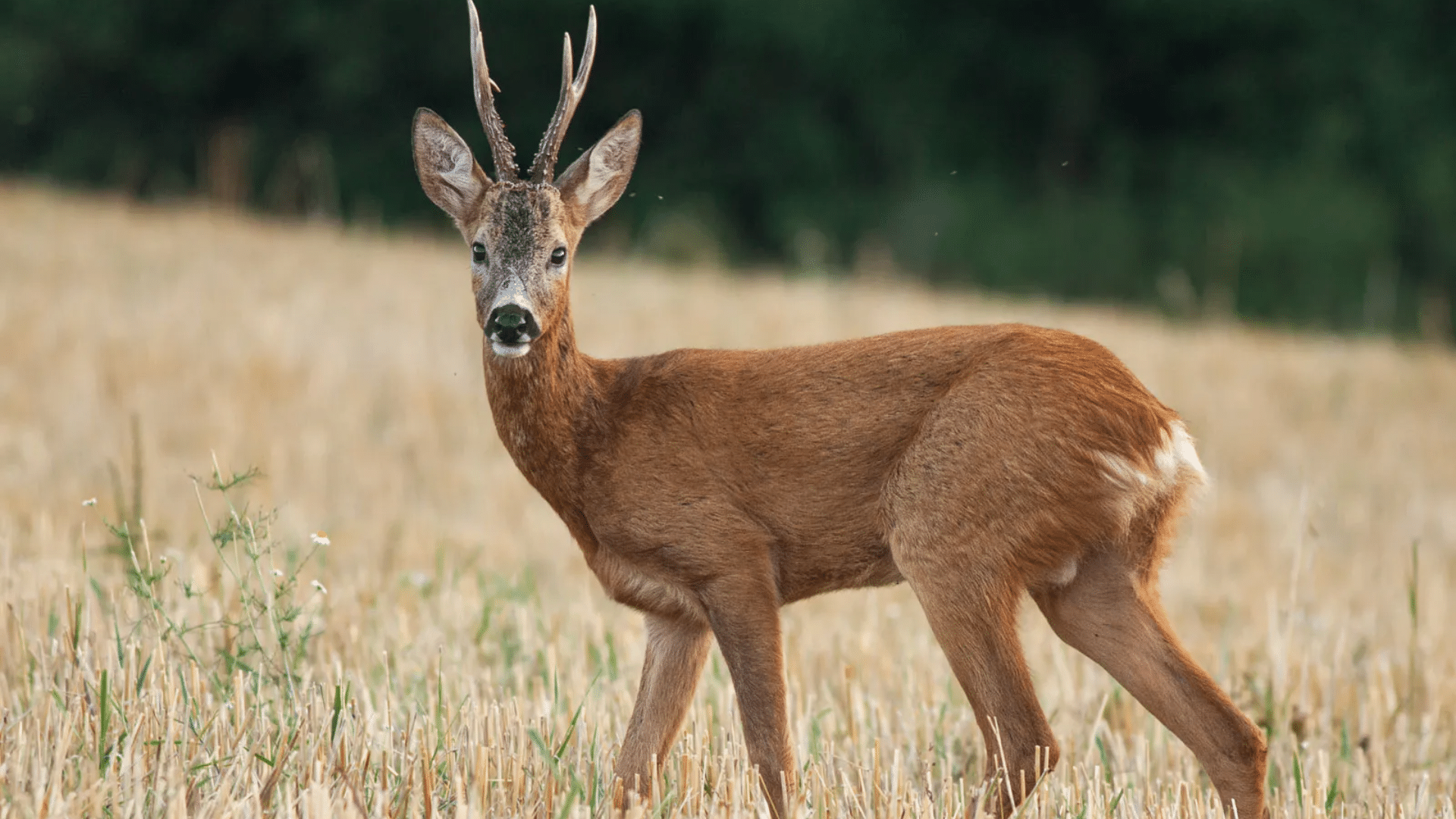 Roe Deer