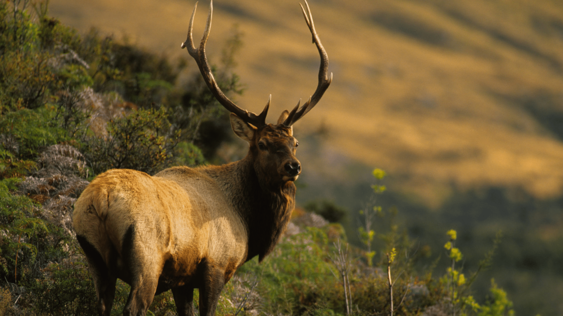 Roosevelt Elk
