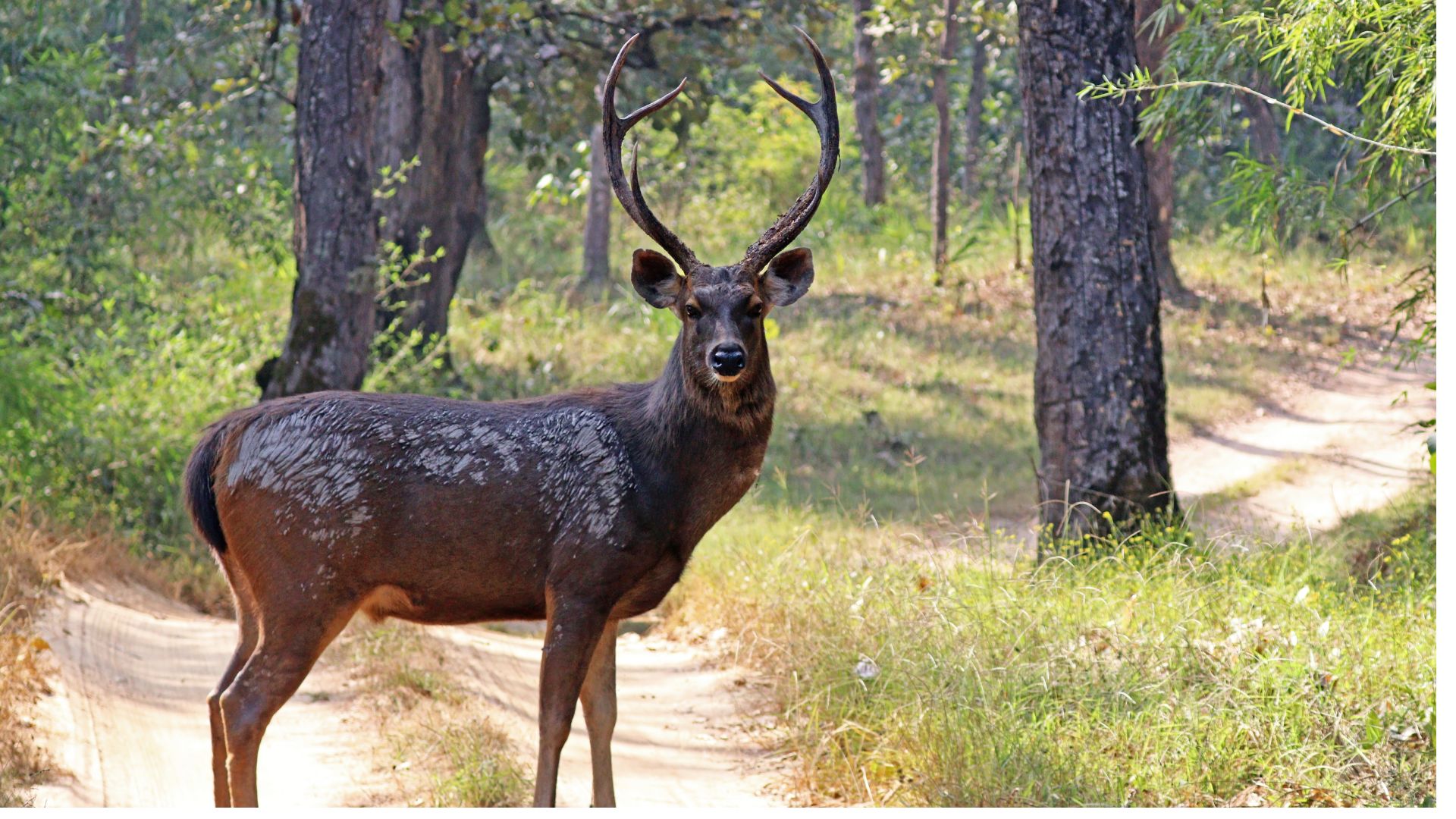 Rusa Deer (Sambar Deer)
