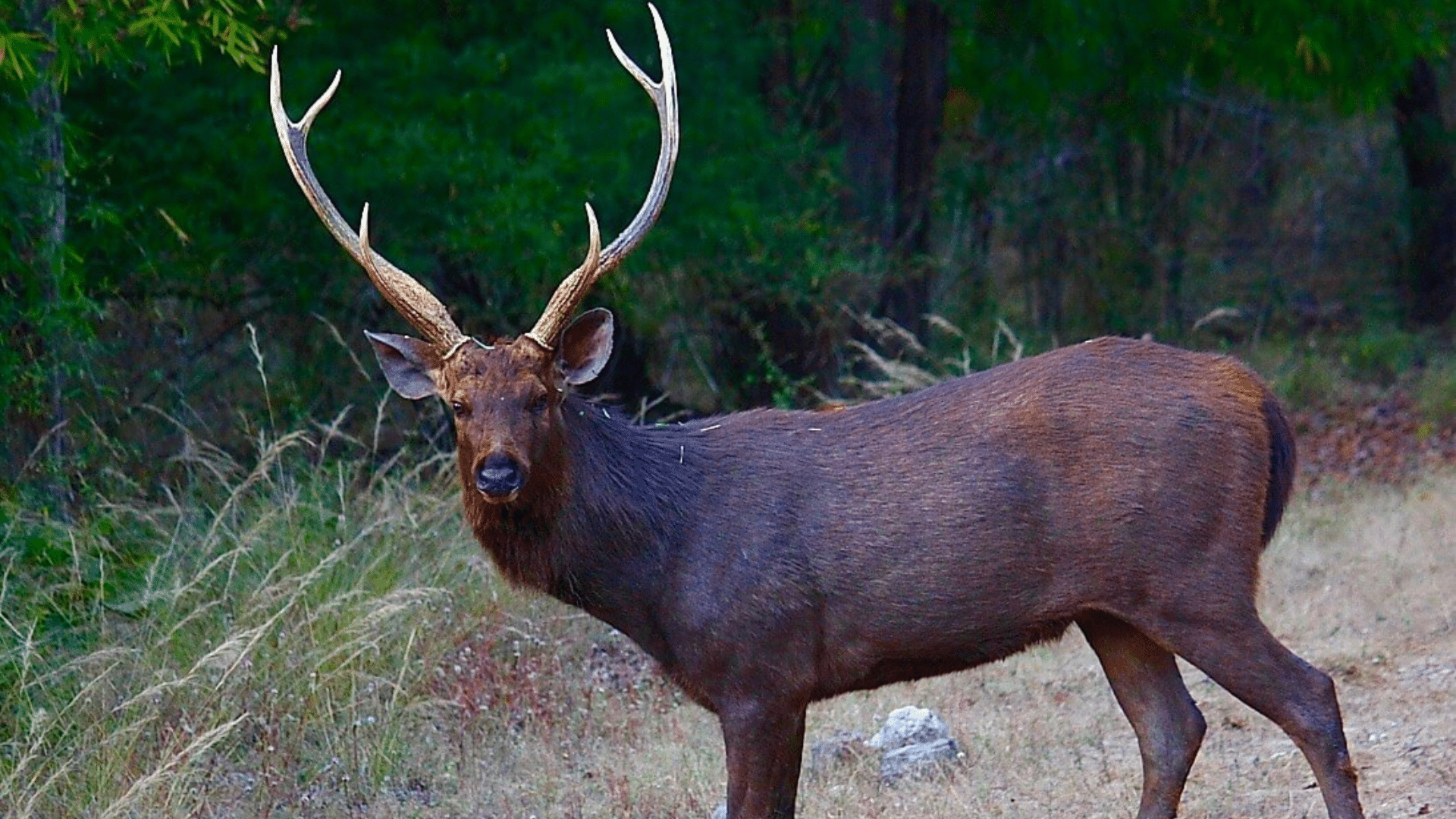 Sambar Deer
