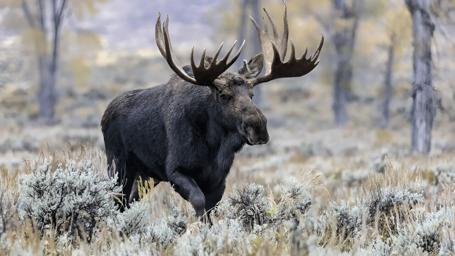 Shiras Moose