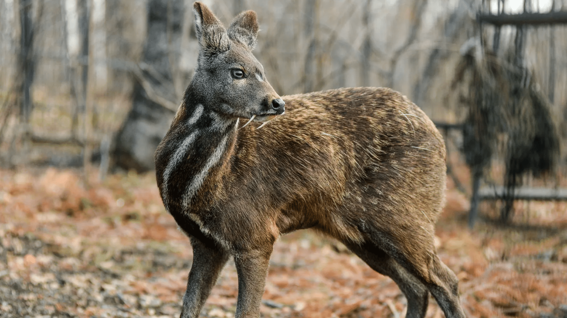 Siberian Musk Deer