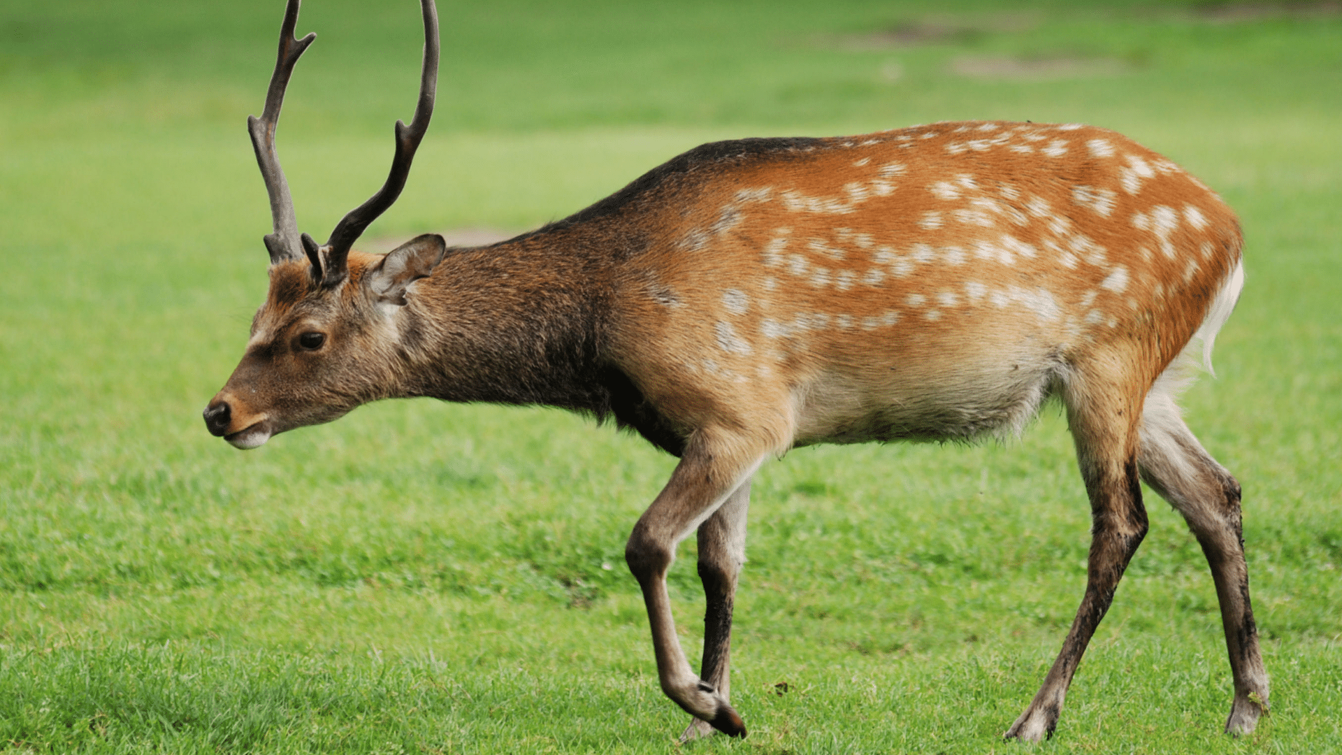 Sika Deer