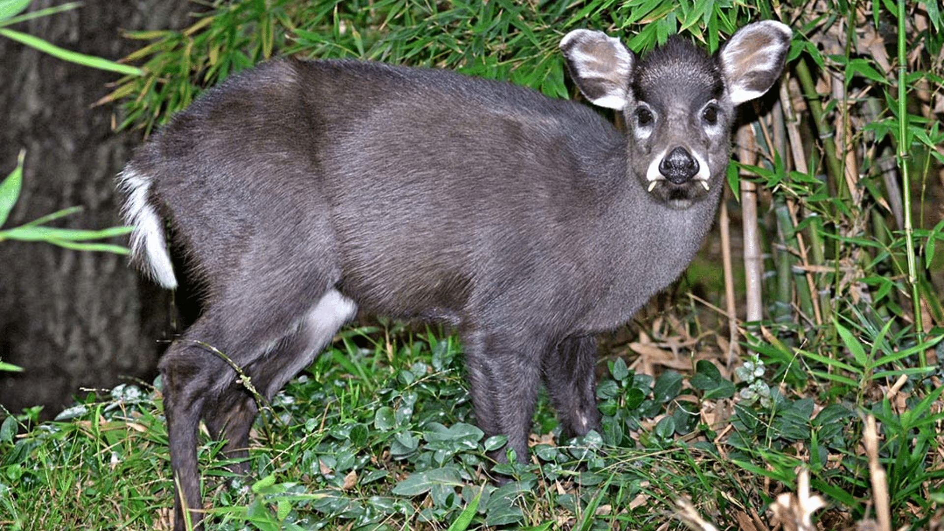 Tufted Deer