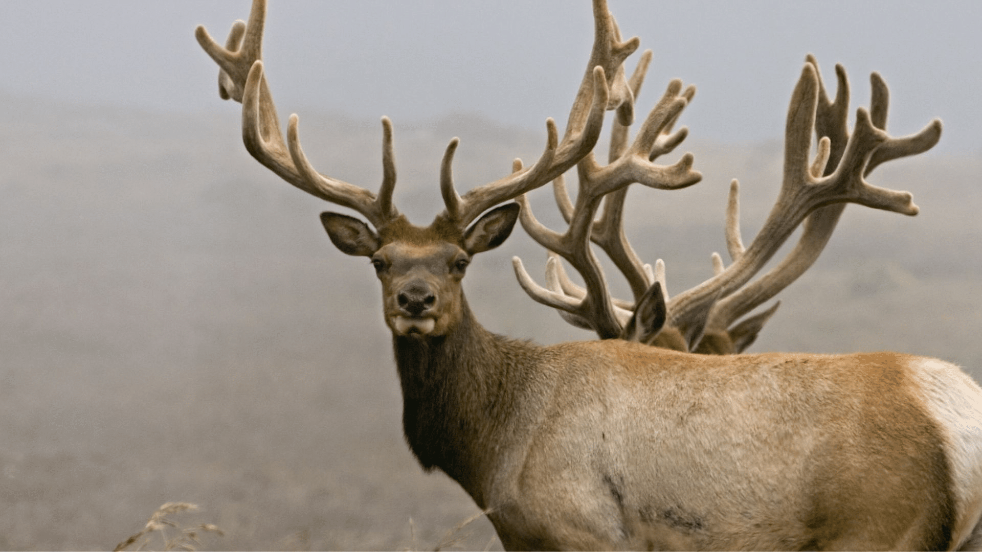 Tule Elk

