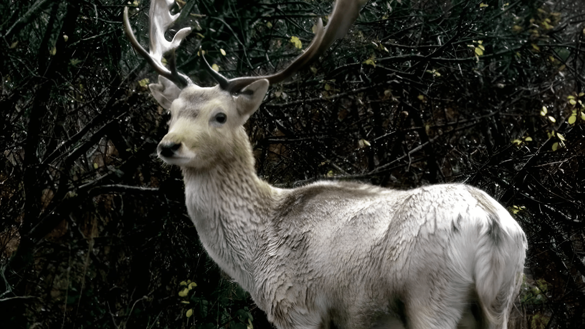 White Stag (Folklore)
