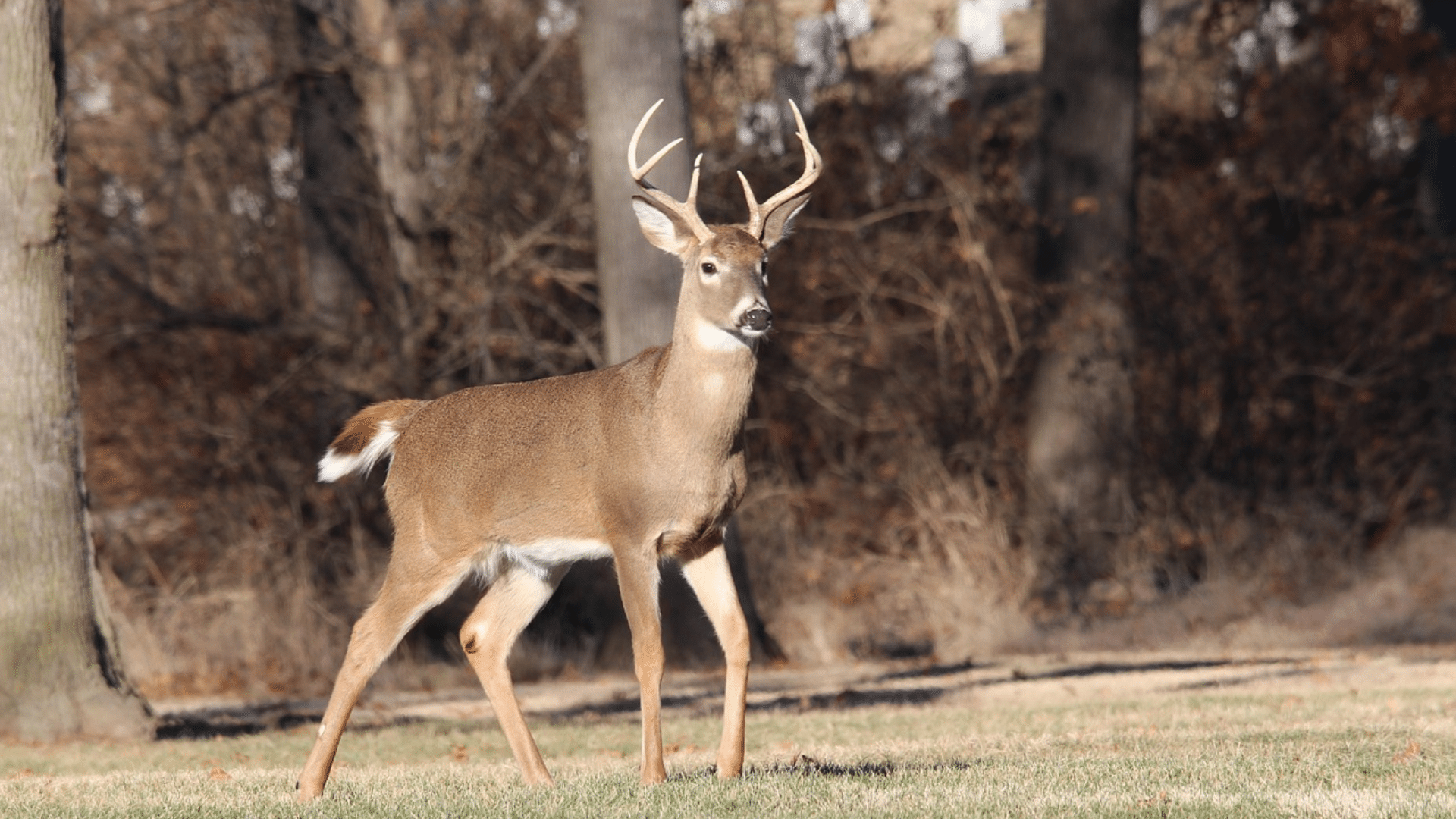 White-Tailed Deer