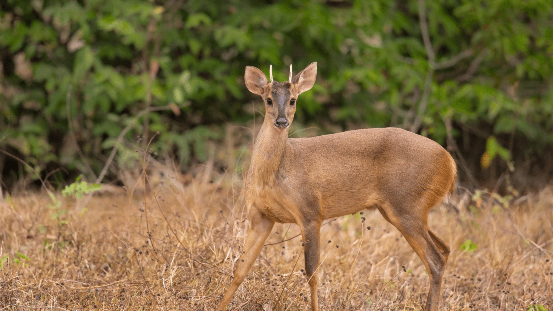 Yucatán Brown Brocket

