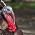 featured+image+of+turkey+name.png