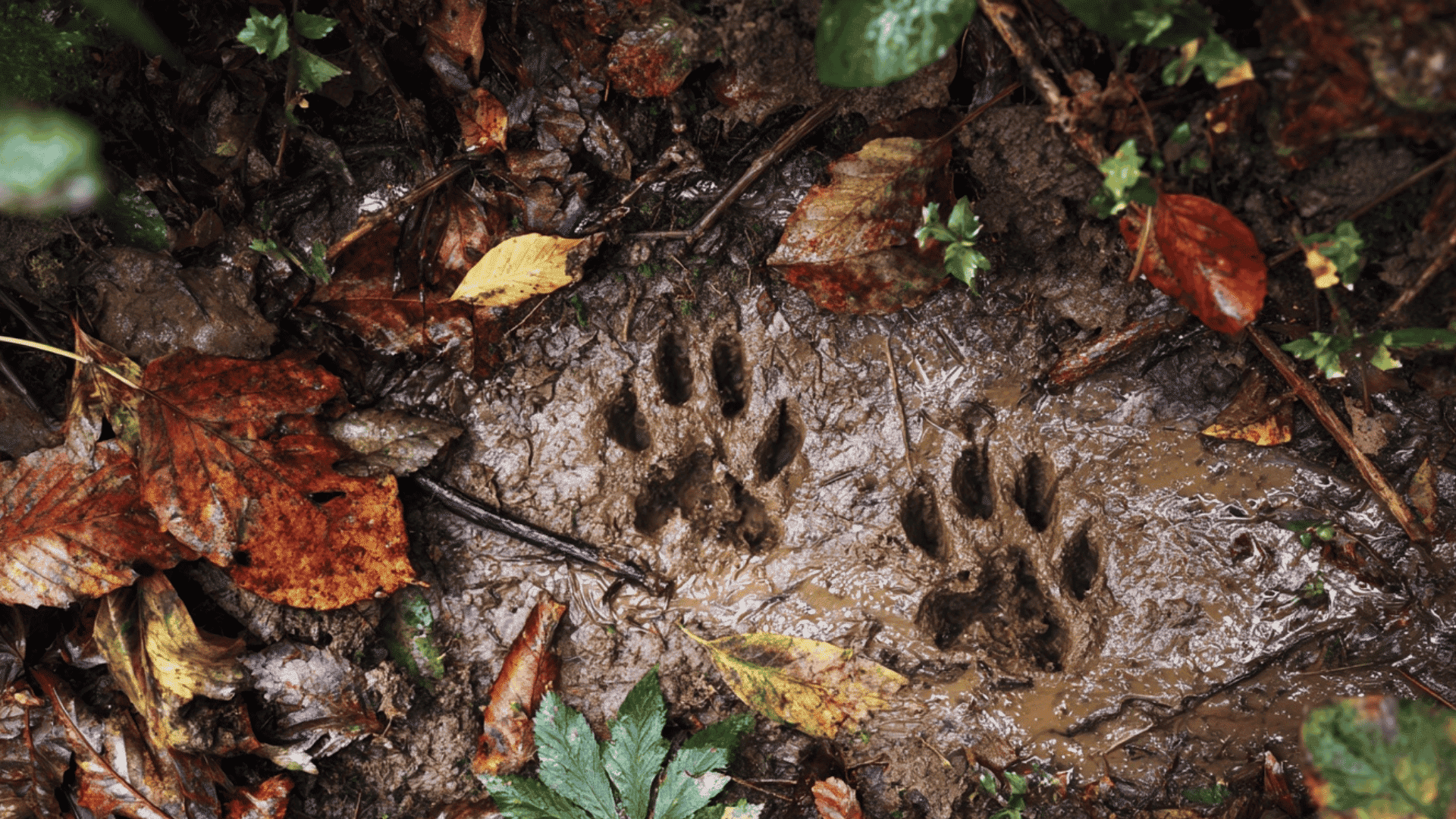 Animal Track Finder