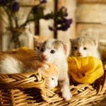 Why A Cat Might Be The Most Surprising Gift Your Kids Remember Forever