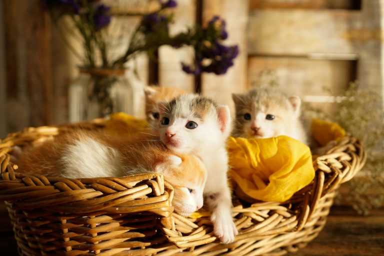 Why A Cat Might Be The Most Surprising Gift Your Kids Remember Forever