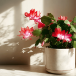 christmas-cactus